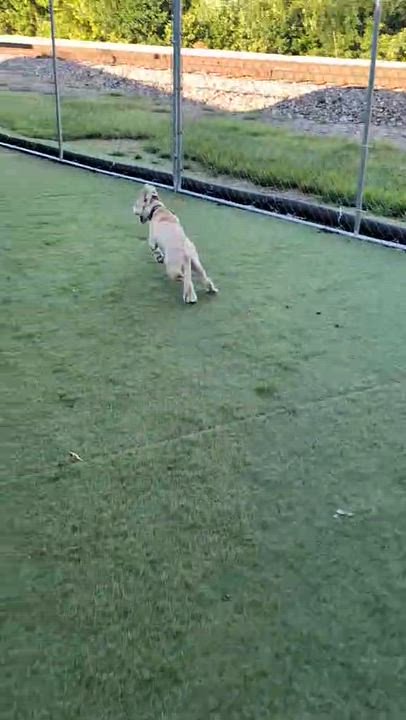 Enlarge Chopper, a Adoptable mixed breed in Cedar Rapids, IA video 6/6