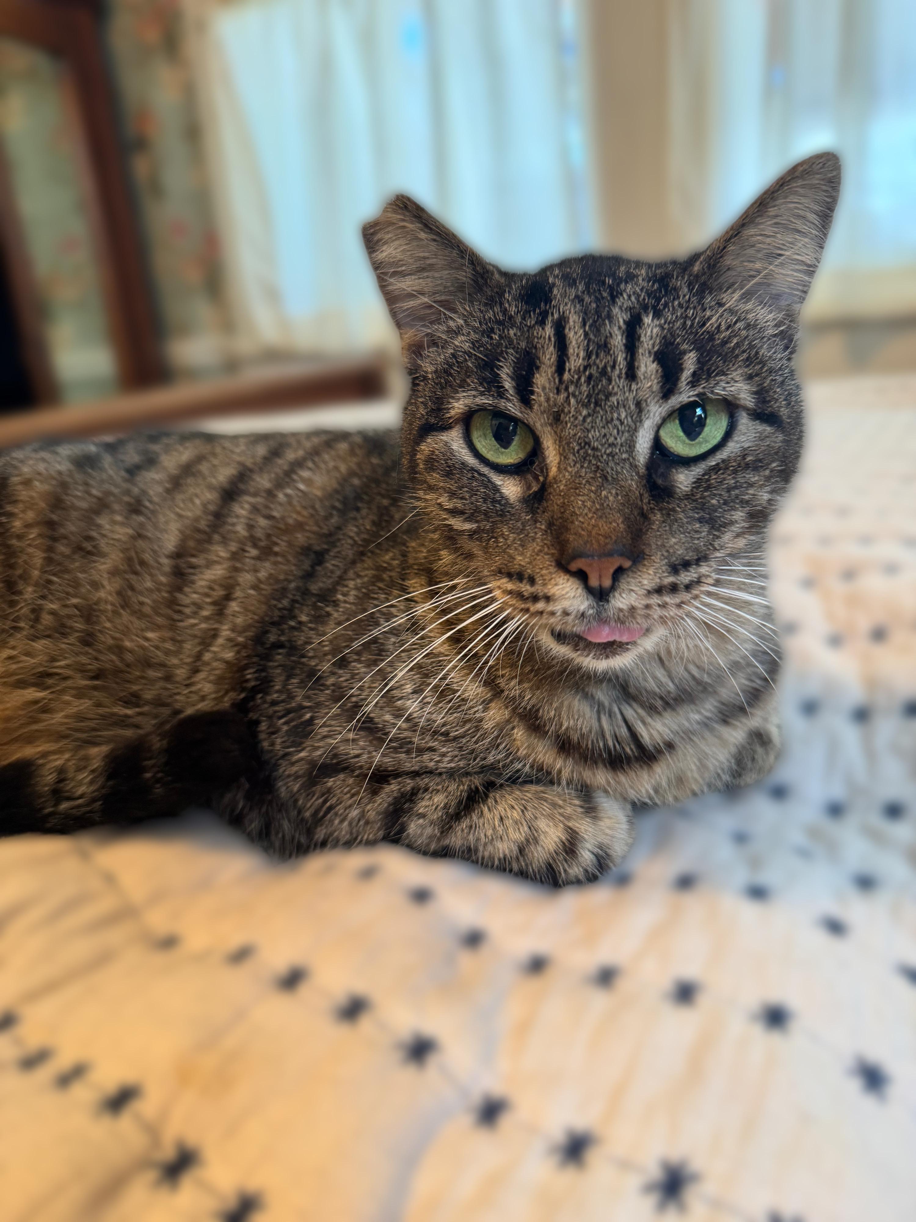 Lizard, a ADOPTABLE Domestic Short Hair in New Orleans, LA image 1/6