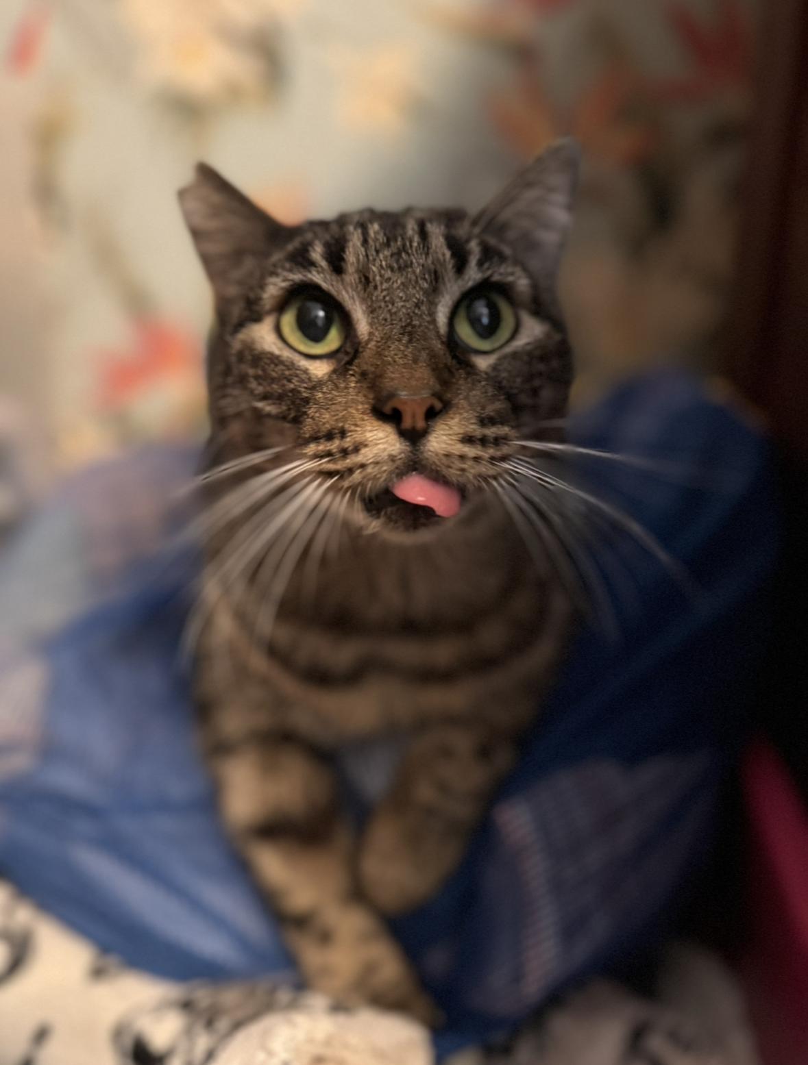 Lizard, a ADOPTABLE Domestic Short Hair in New Orleans, LA image 2/6