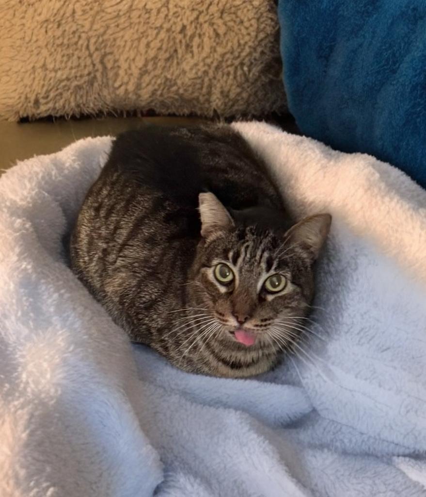 Lizard, a ADOPTABLE Domestic Short Hair in New Orleans, LA image 3/6