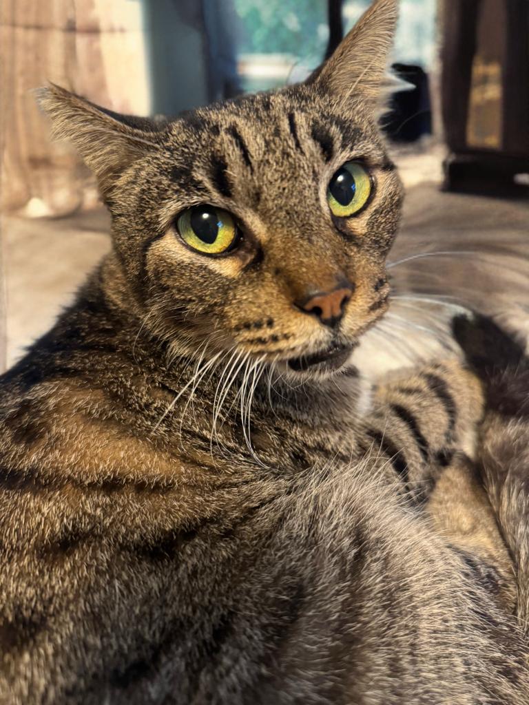 Lizard, a ADOPTABLE Domestic Short Hair in New Orleans, LA image 4/6