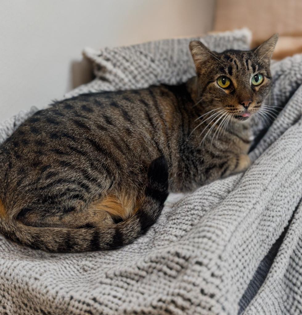 Lizard, adopted, Adult Male Domestic Short Hair.