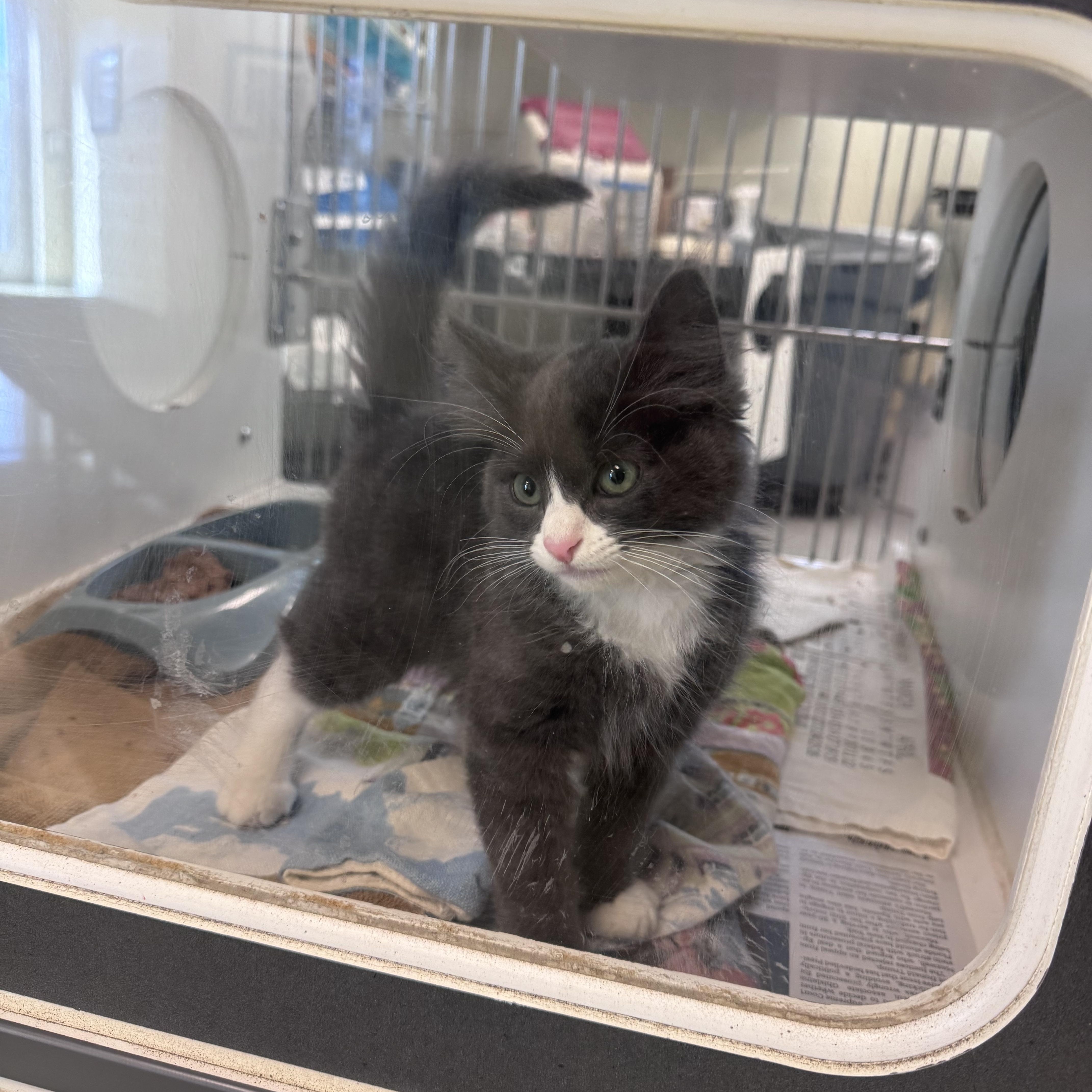 Enlarge Billy, an adopted Domestic Long Hair in San Diego, CA image 2/2