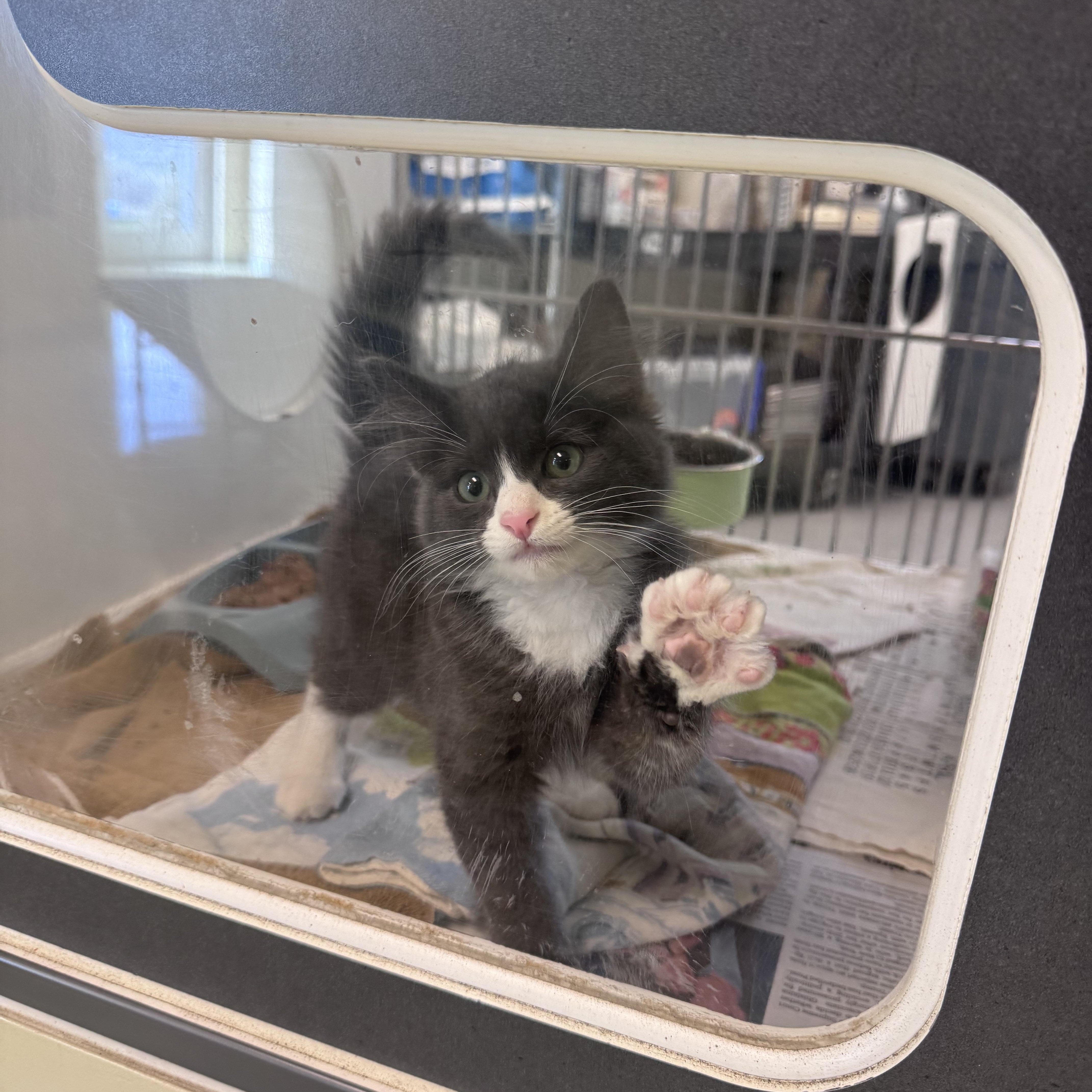 Enlarge Billy, an adopted Domestic Long Hair in San Diego, CA image 1/2