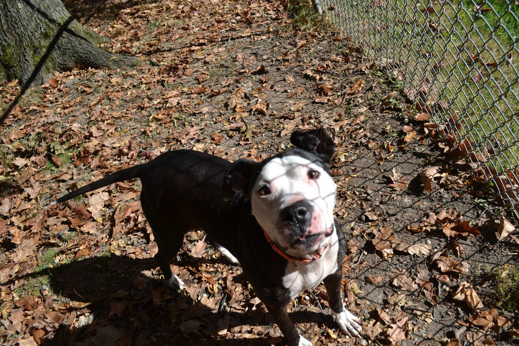Enlarge Ribbon, a Adoptable mixed breed in Chardon, OH image 4/5