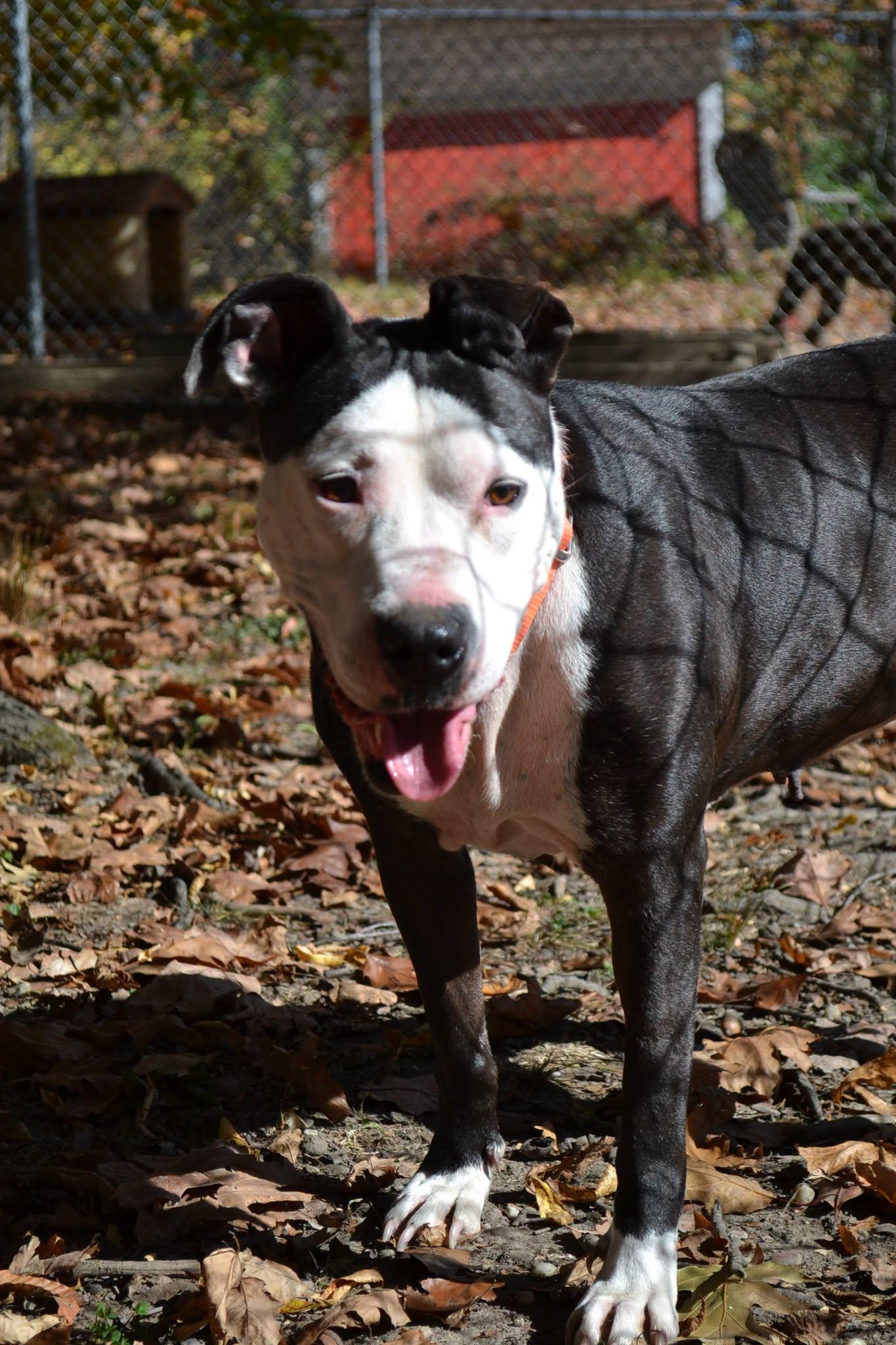 Enlarge Ribbon, a Adoptable mixed breed in Chardon, OH image 1/5