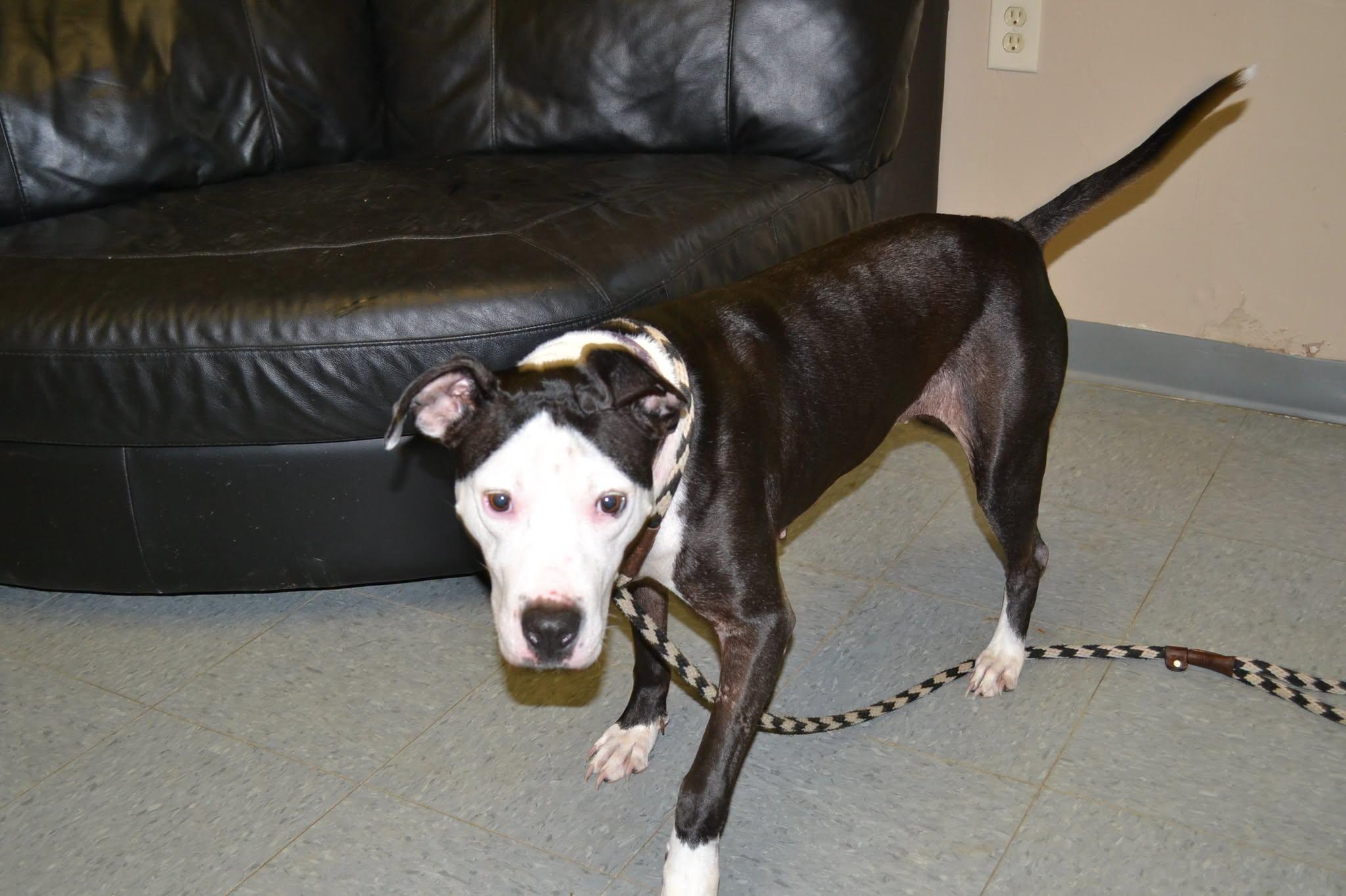 Enlarge Ribbon, a Adoptable mixed breed in Chardon, OH image 5/5