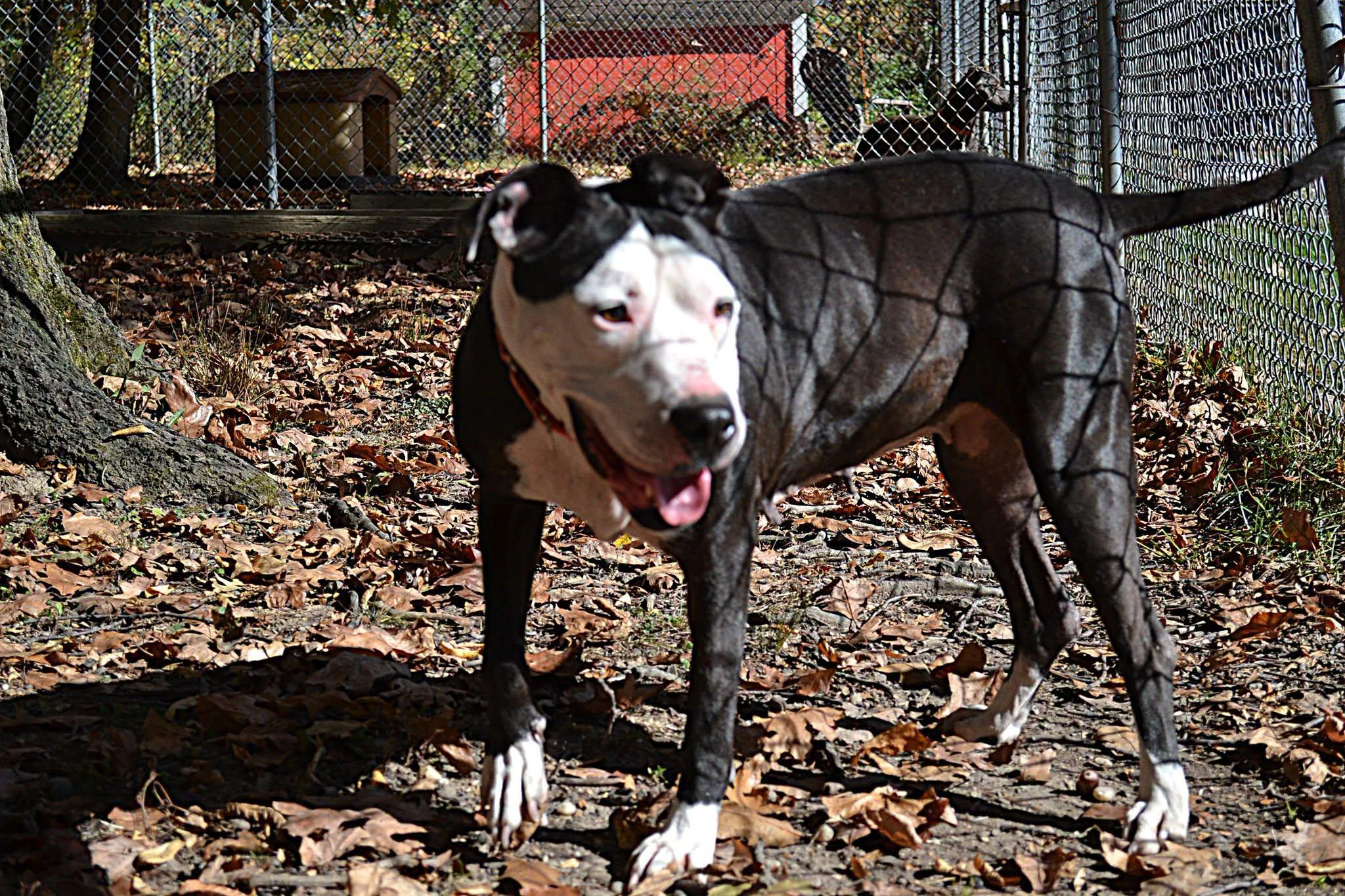 Enlarge Ribbon, a Adoptable mixed breed in Chardon, OH image 2/5