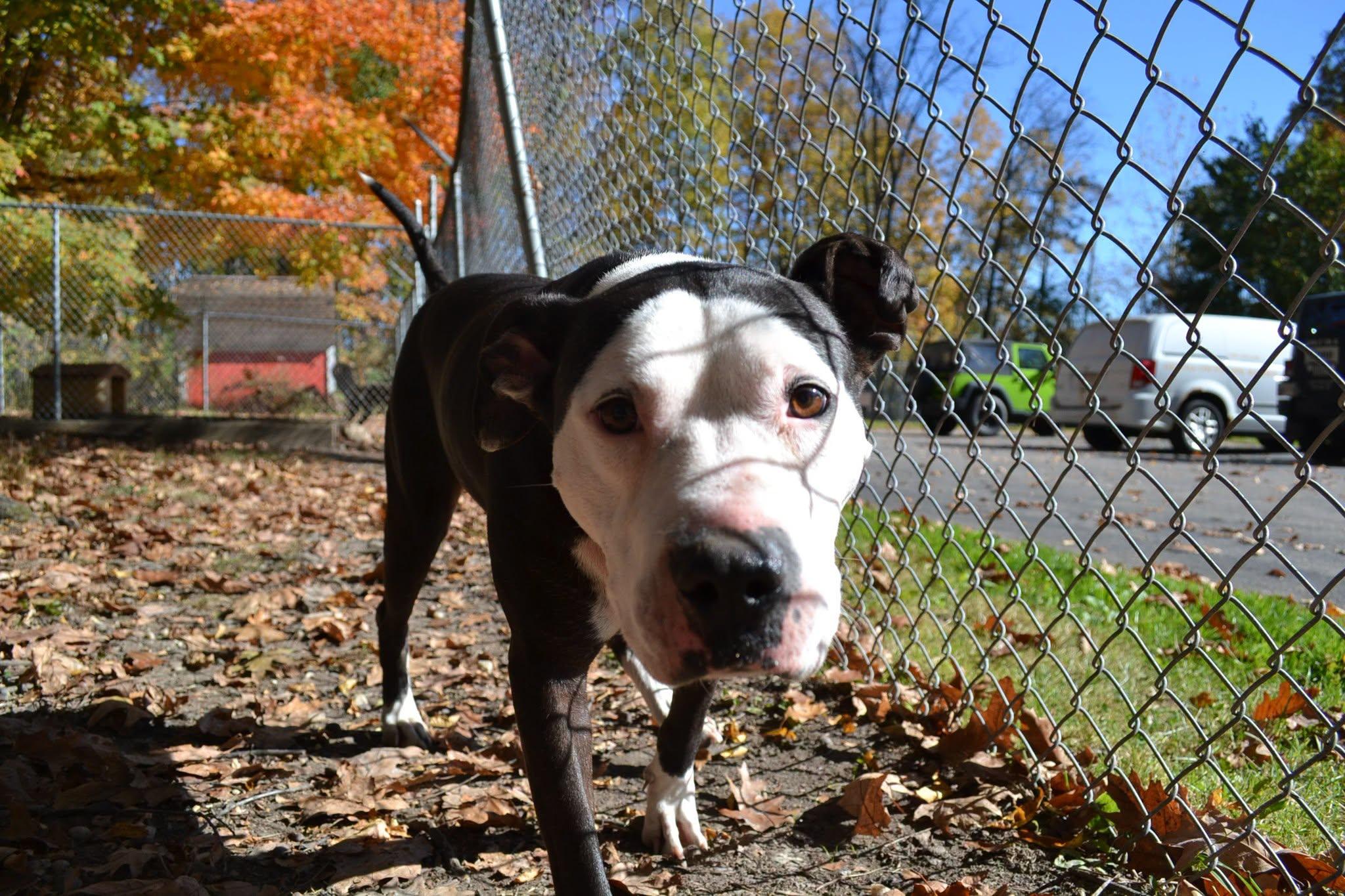 Enlarge Ribbon, a Adoptable mixed breed in Chardon, OH image 3/5