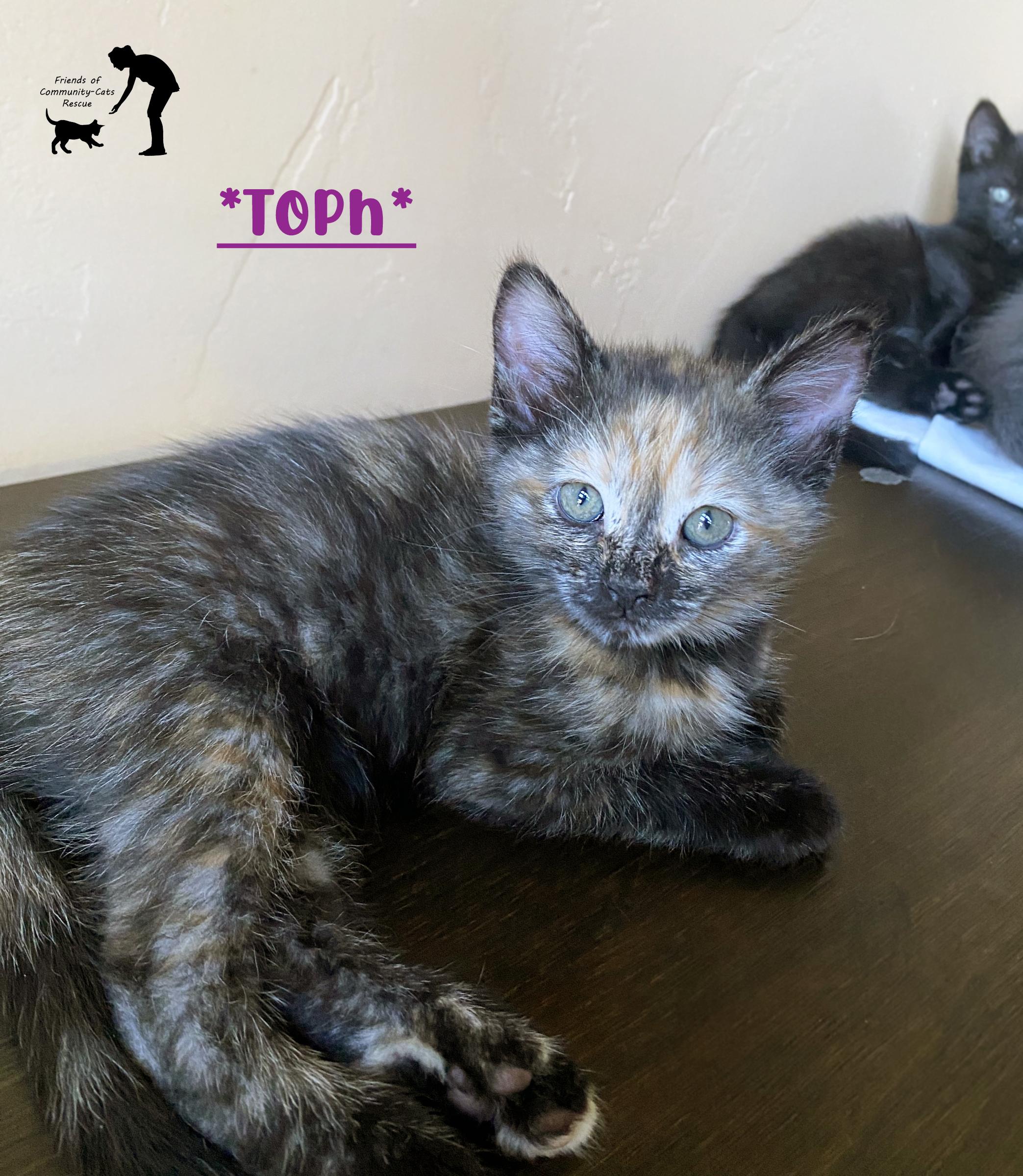Toph, ADOPTABLE, Kitten Female Domestic Short Hair.