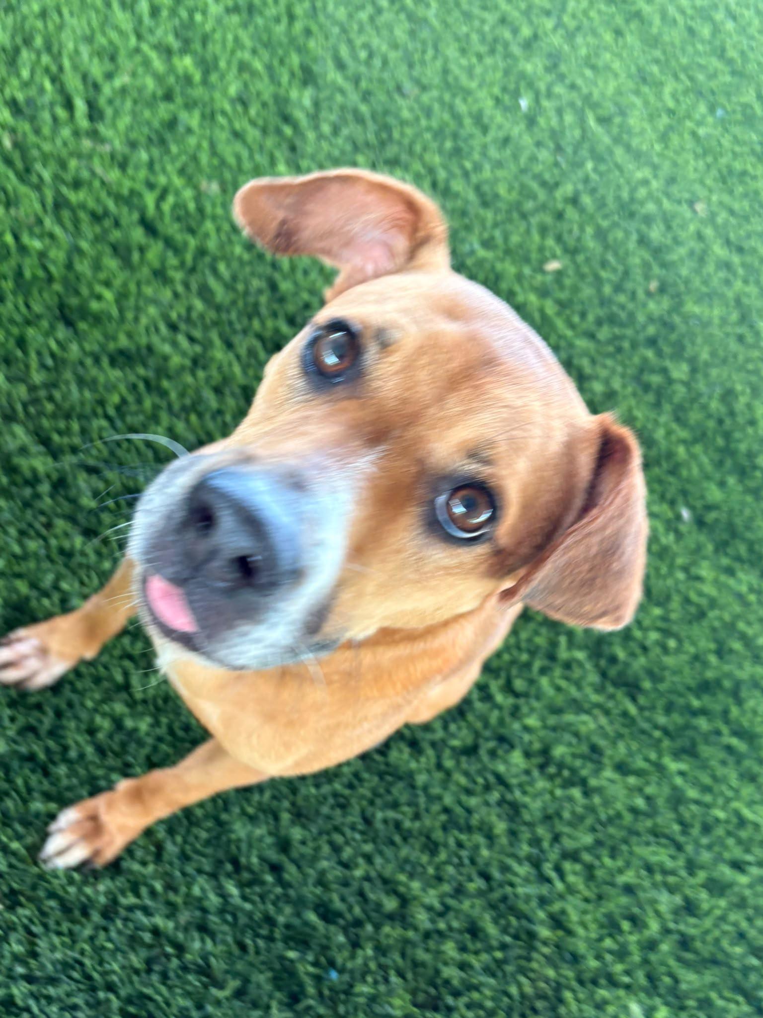 Dolce, a ADOPTABLE Mixed Breed in Morristown, NJ image 2/4
