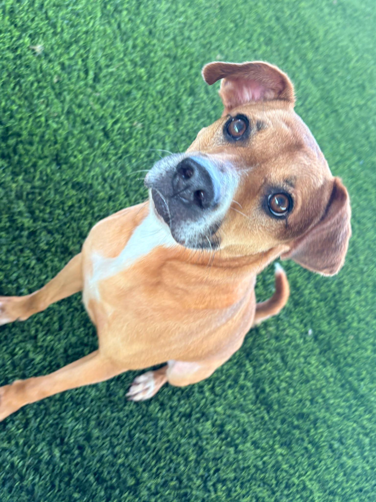Dolce, a ADOPTABLE Mixed Breed in Morristown, NJ image 1/4