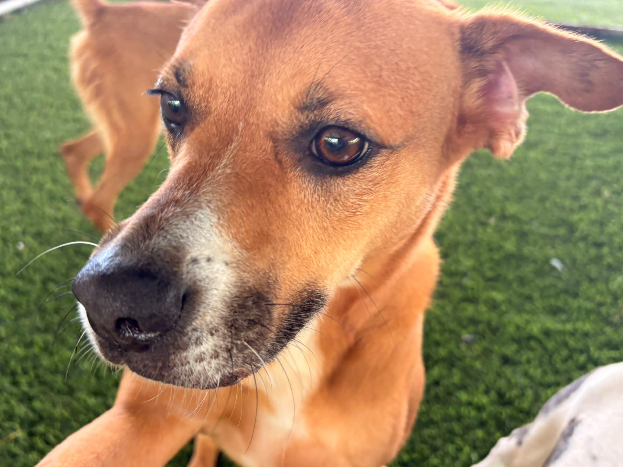 Dolce, a ADOPTABLE Mixed Breed in Morristown, NJ image 3/4
