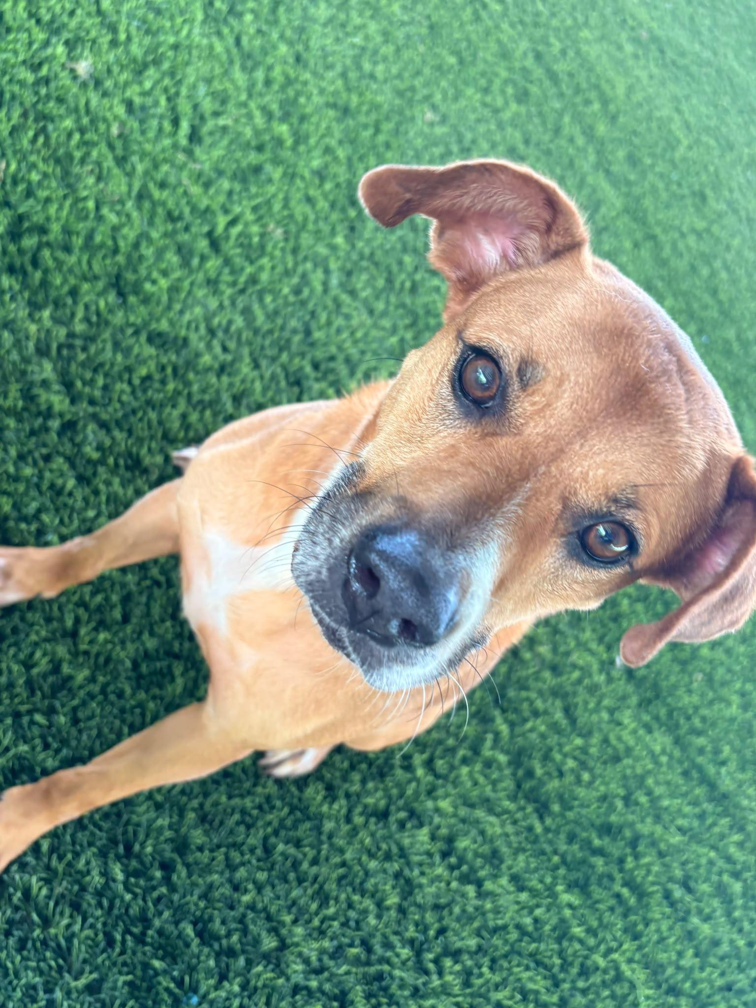 Dolce, a ADOPTABLE Mixed Breed in Morristown, NJ image 4/4
