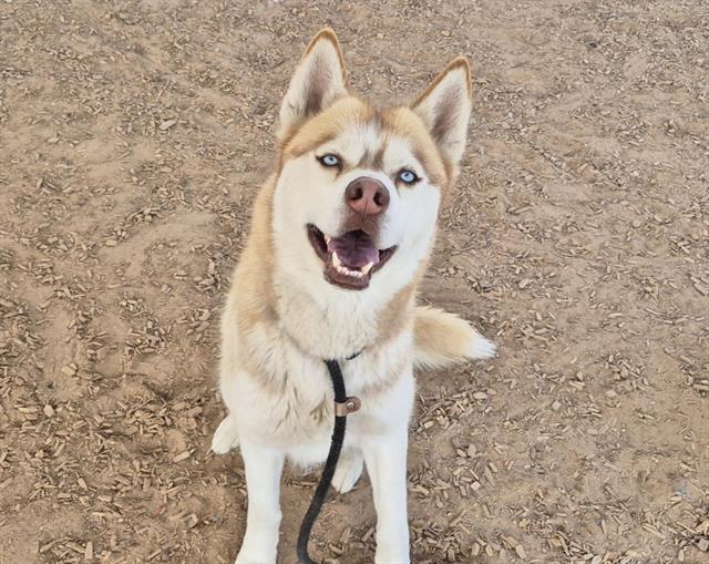 Enlarge BLUE EYES, a Adoptable mixed breed in Albuquerque, NM image 1/1