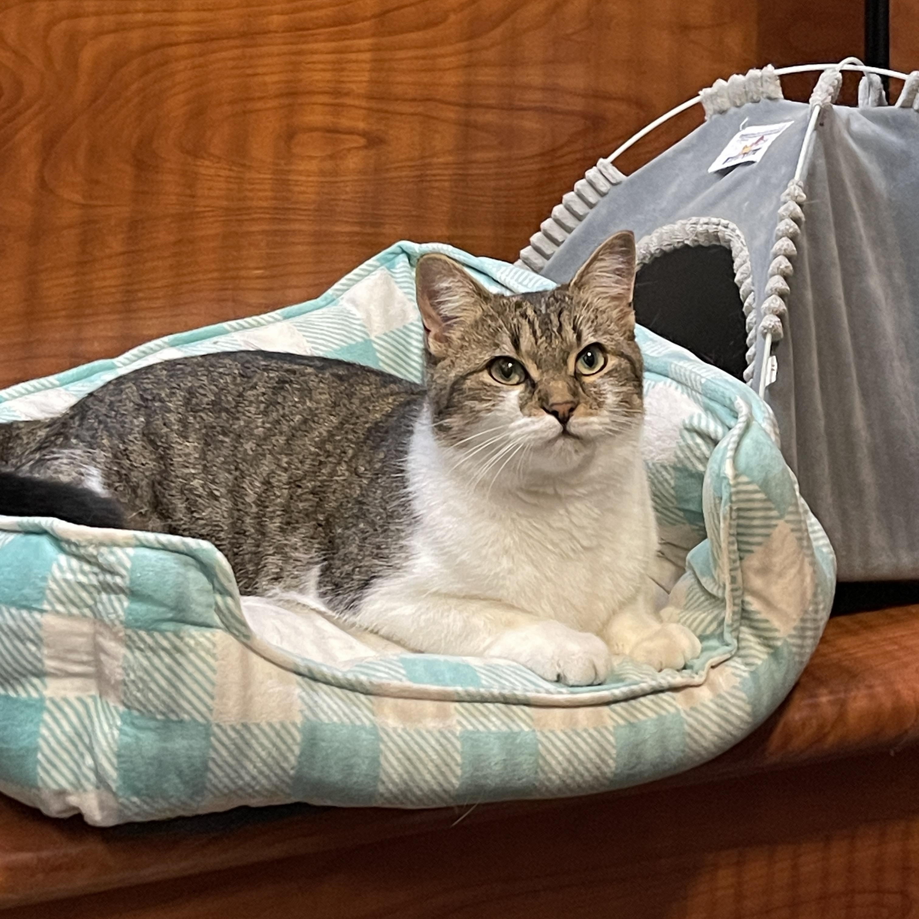 Henny, a Adoptable Domestic Short Hair in Scarborough, ON image 1/6