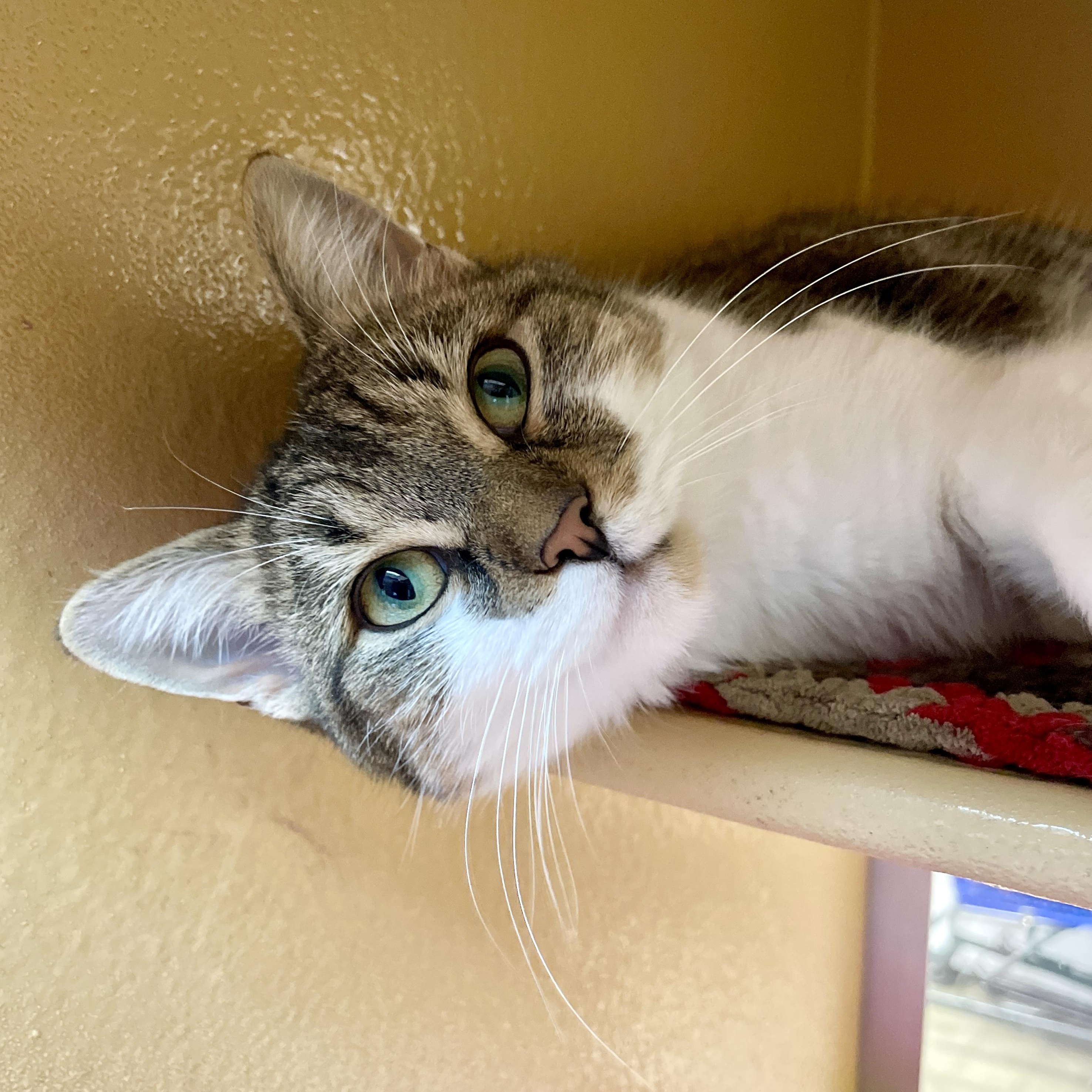 Henny, a Adoptable Domestic Short Hair in Scarborough, ON image 5/6