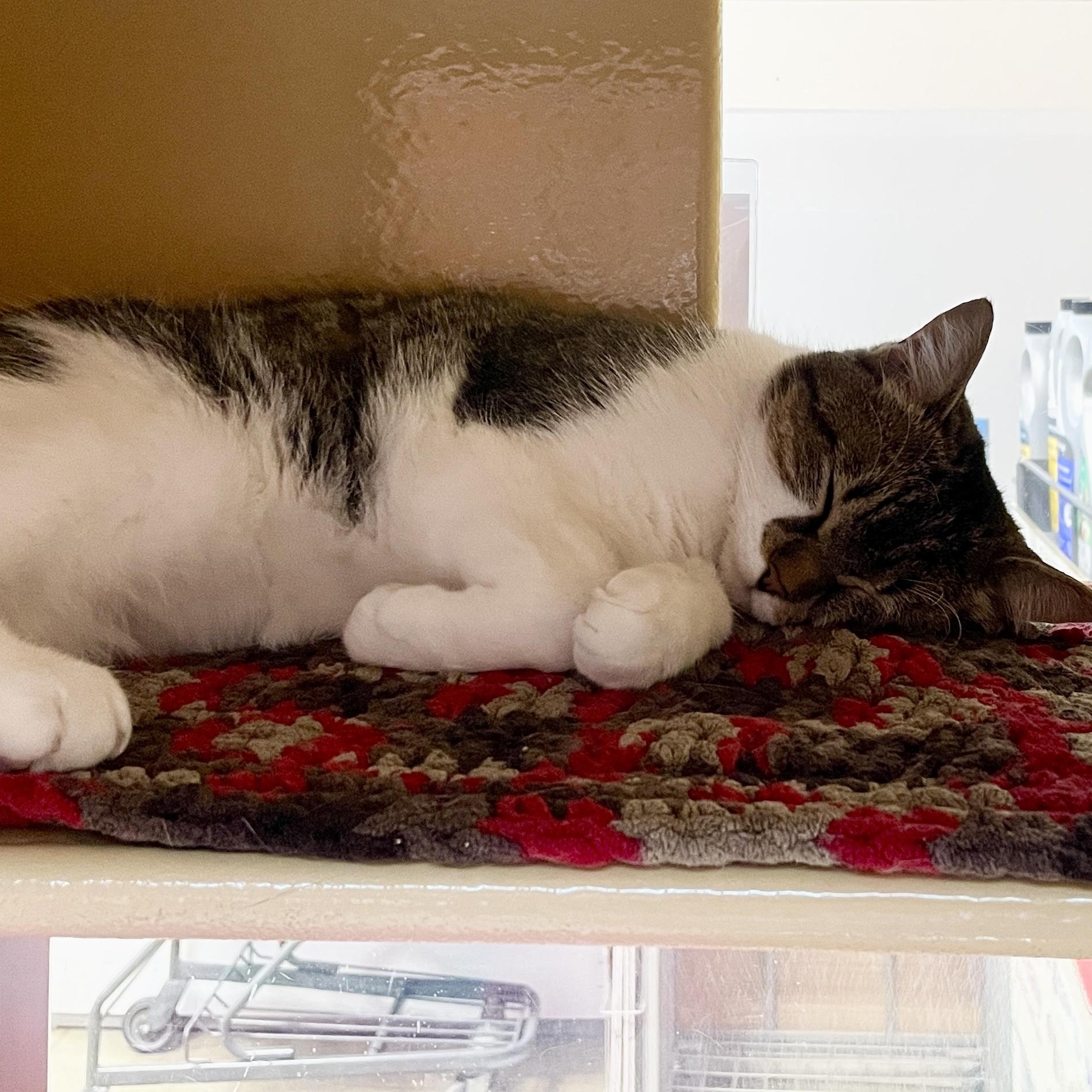 Henny, a Adoptable Domestic Short Hair in Scarborough, ON image 4/6