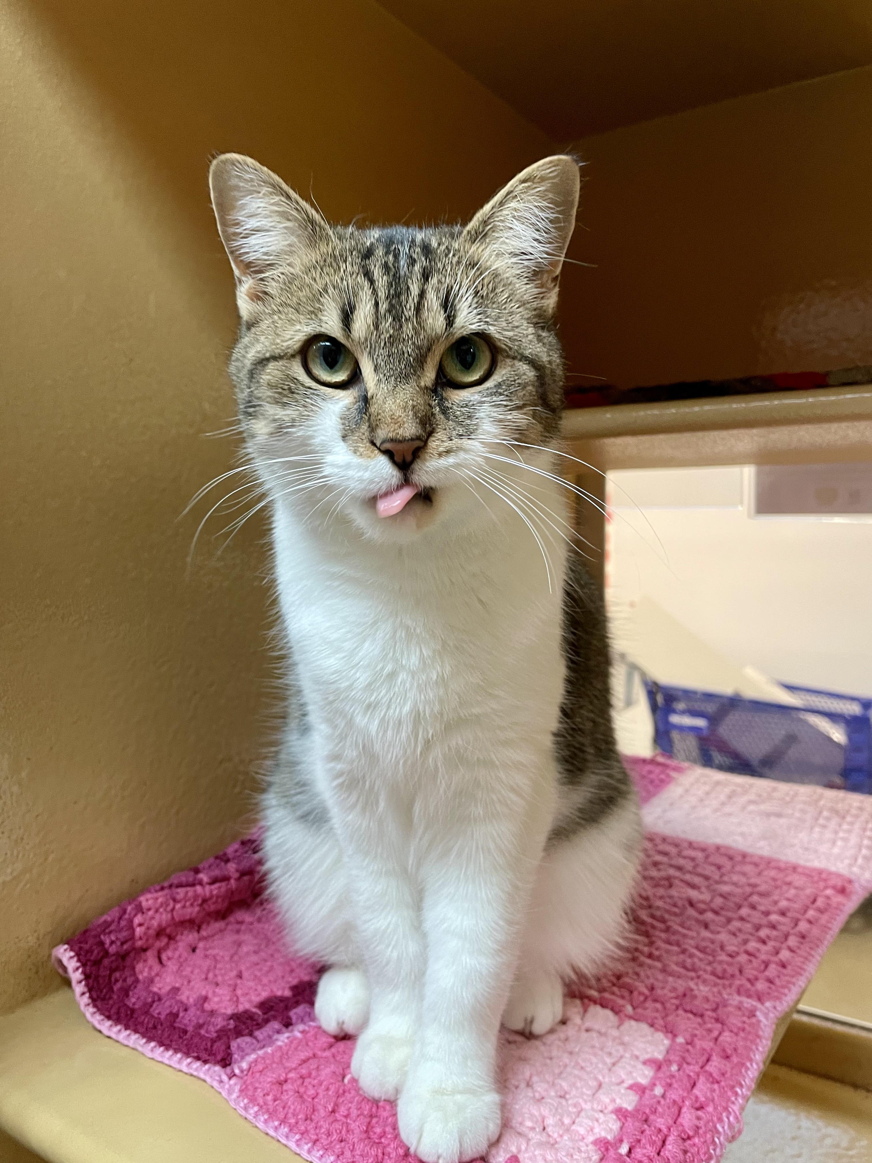 Henny, a Adoptable Domestic Short Hair in Scarborough, ON image 6/6