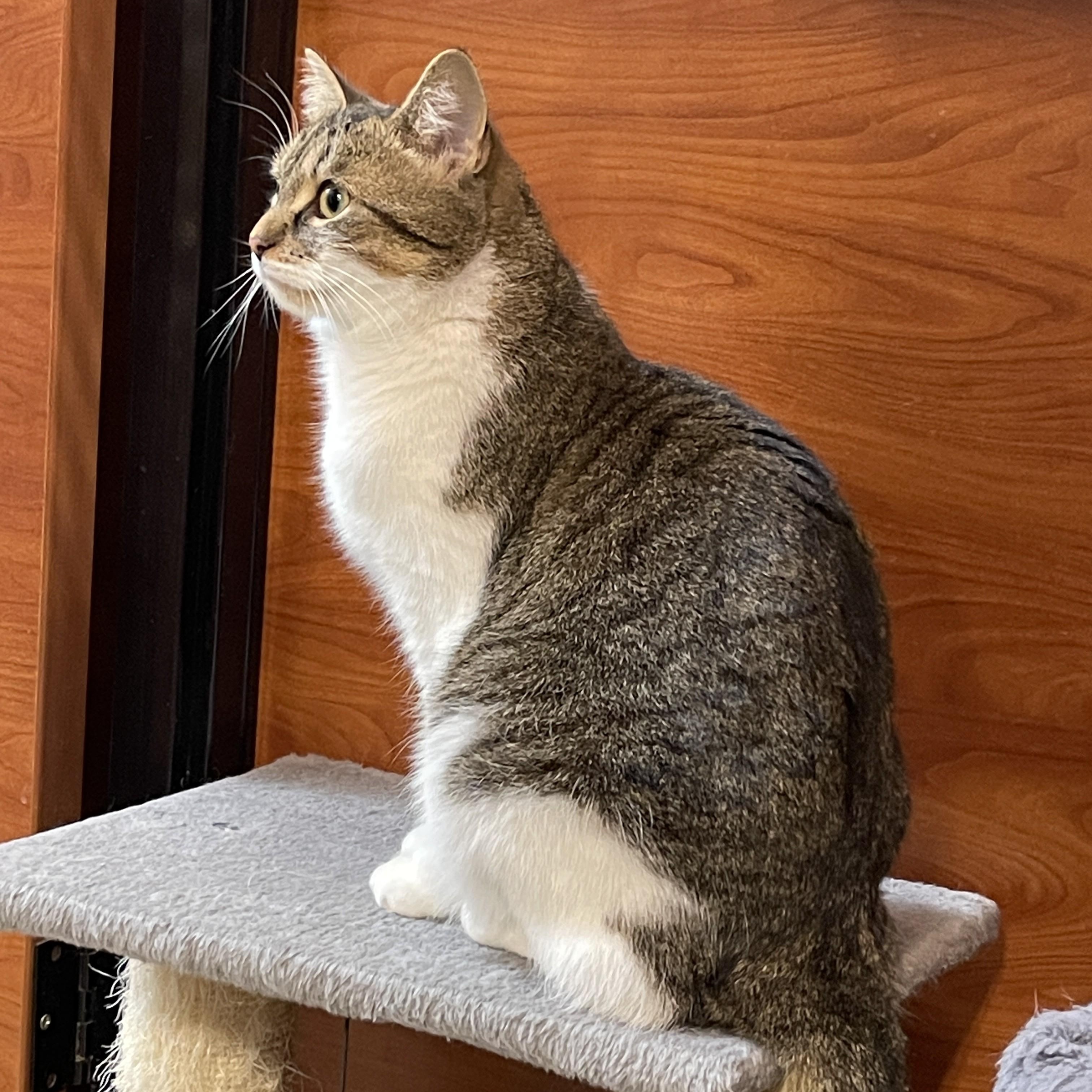 Henny, Adoptable, Adult Female Domestic Short Hair.