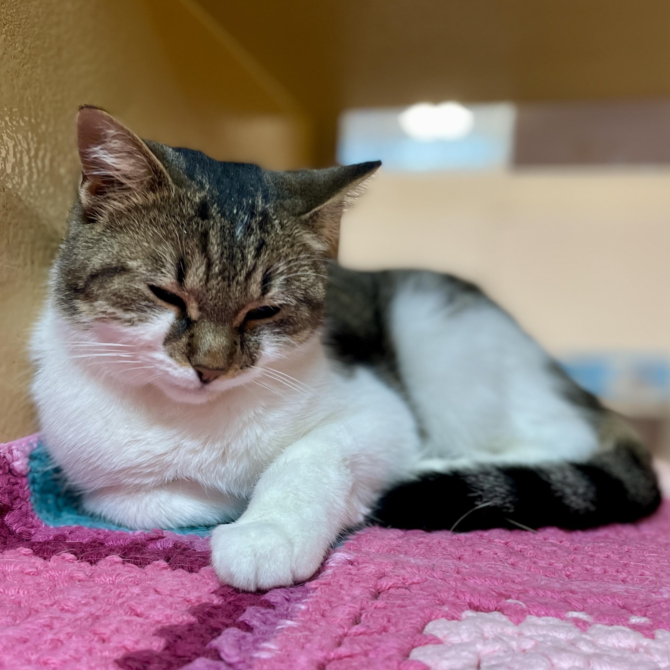 Henny, a Adoptable Domestic Short Hair in Scarborough, ON image 3/6