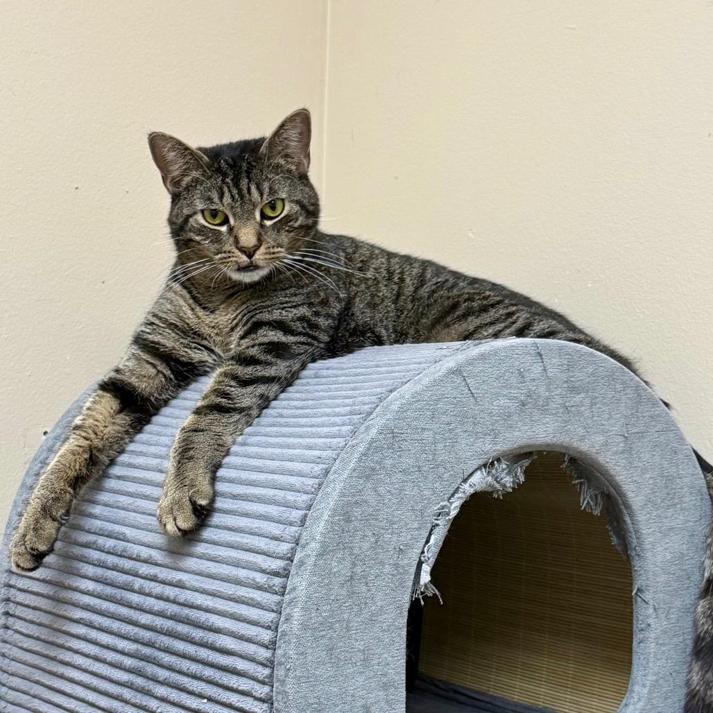 Ragu, Adoptable, Adult Male Domestic Short Hair.