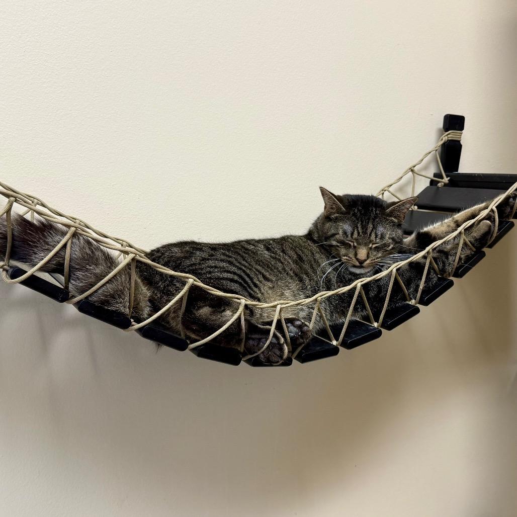 Enlarge Ragu, a Adoptable Domestic Short Hair in Medina, OH image 2/6