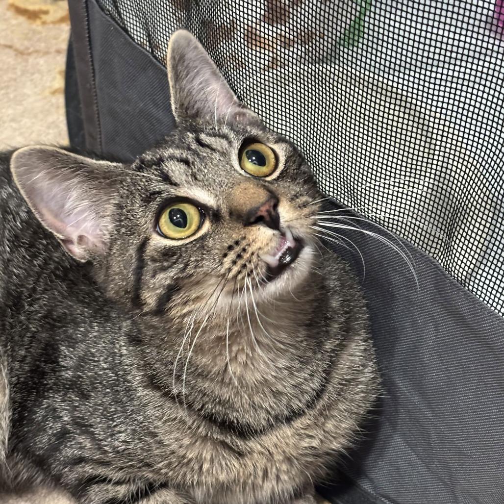 Enlarge Ragu, a Adoptable Domestic Short Hair in Medina, OH image 3/6