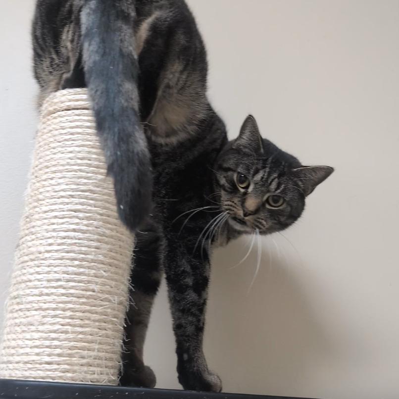 Enlarge Ragu, a Adoptable Domestic Short Hair in Medina, OH image 4/6