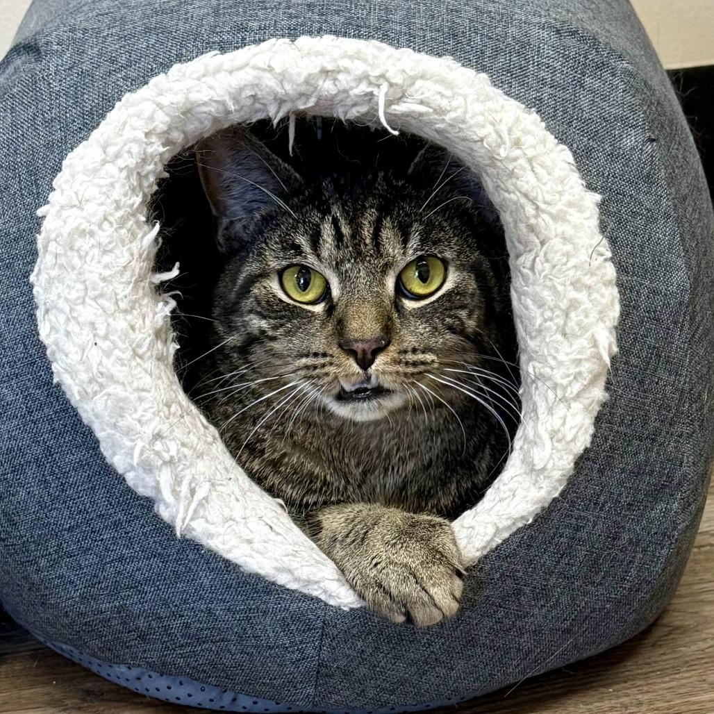 Enlarge Ragu, a Adoptable Domestic Short Hair in Medina, OH image 5/6