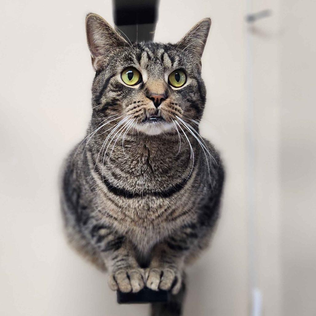 Enlarge Ragu, a Adoptable Domestic Short Hair in Medina, OH image 6/6