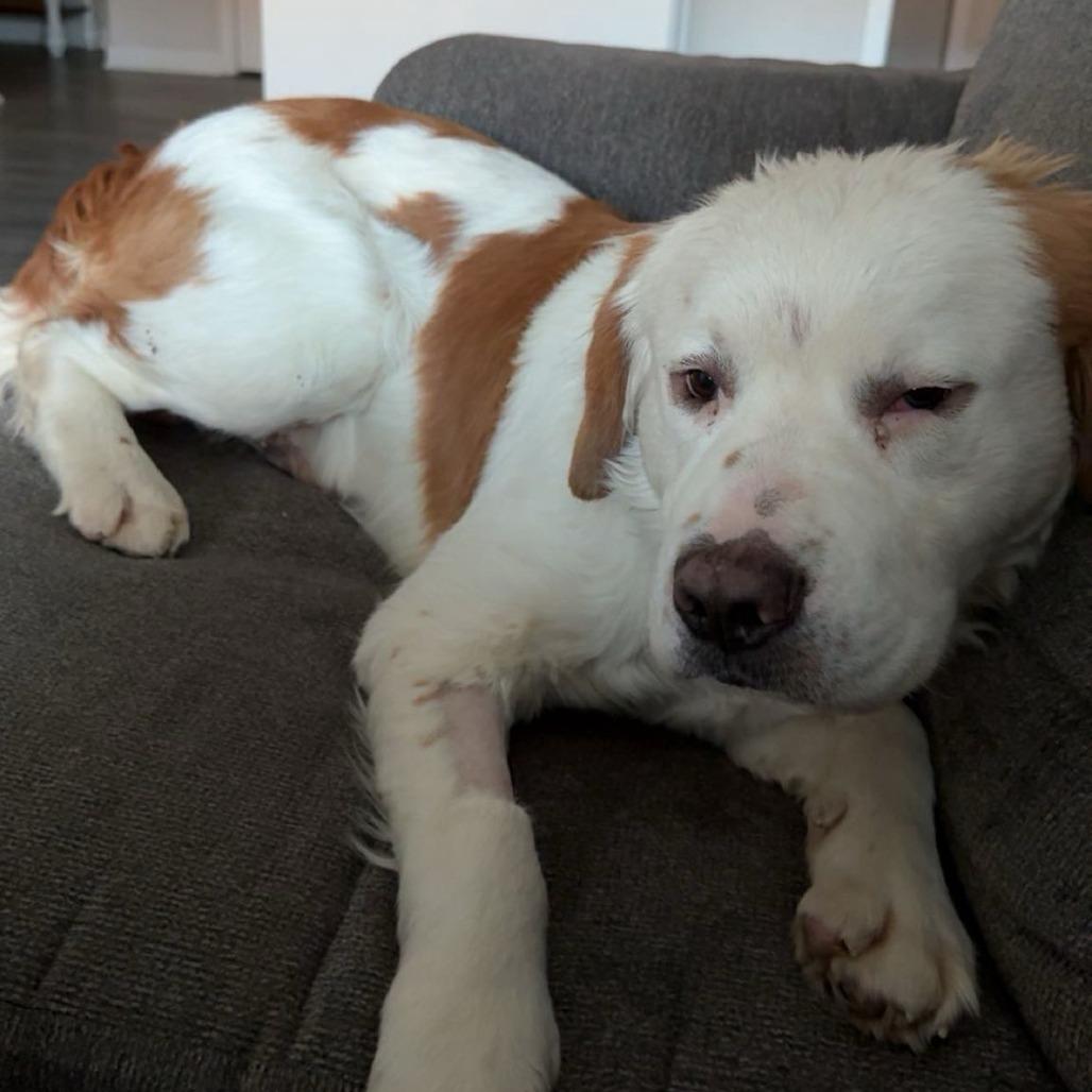 Kenneth, Adoptable, Adult Male Mixed Breed.