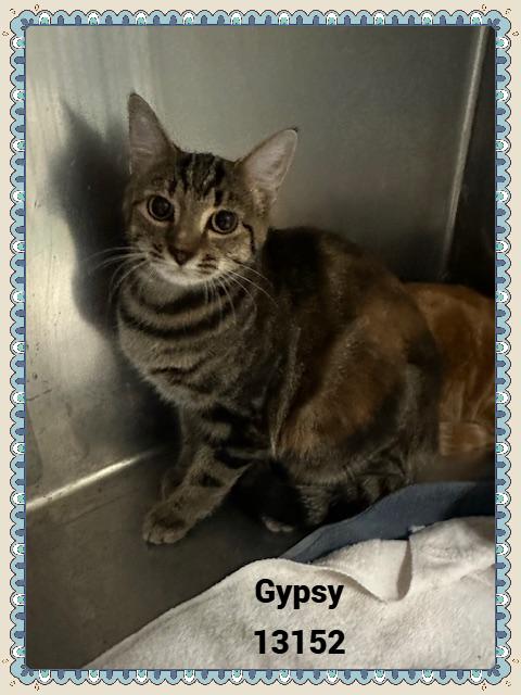 Gypsy thumbnail 2