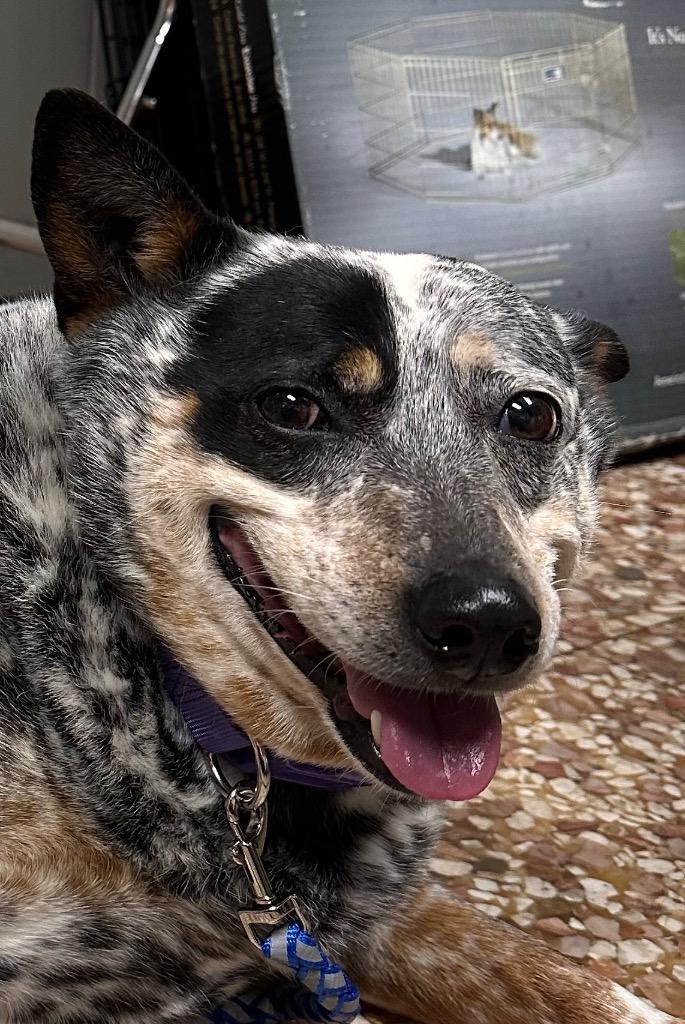 Enlarge Jolene, a Adoptable Australian Cattle Dog / Blue Heeler in Newnan, GA image 1/2