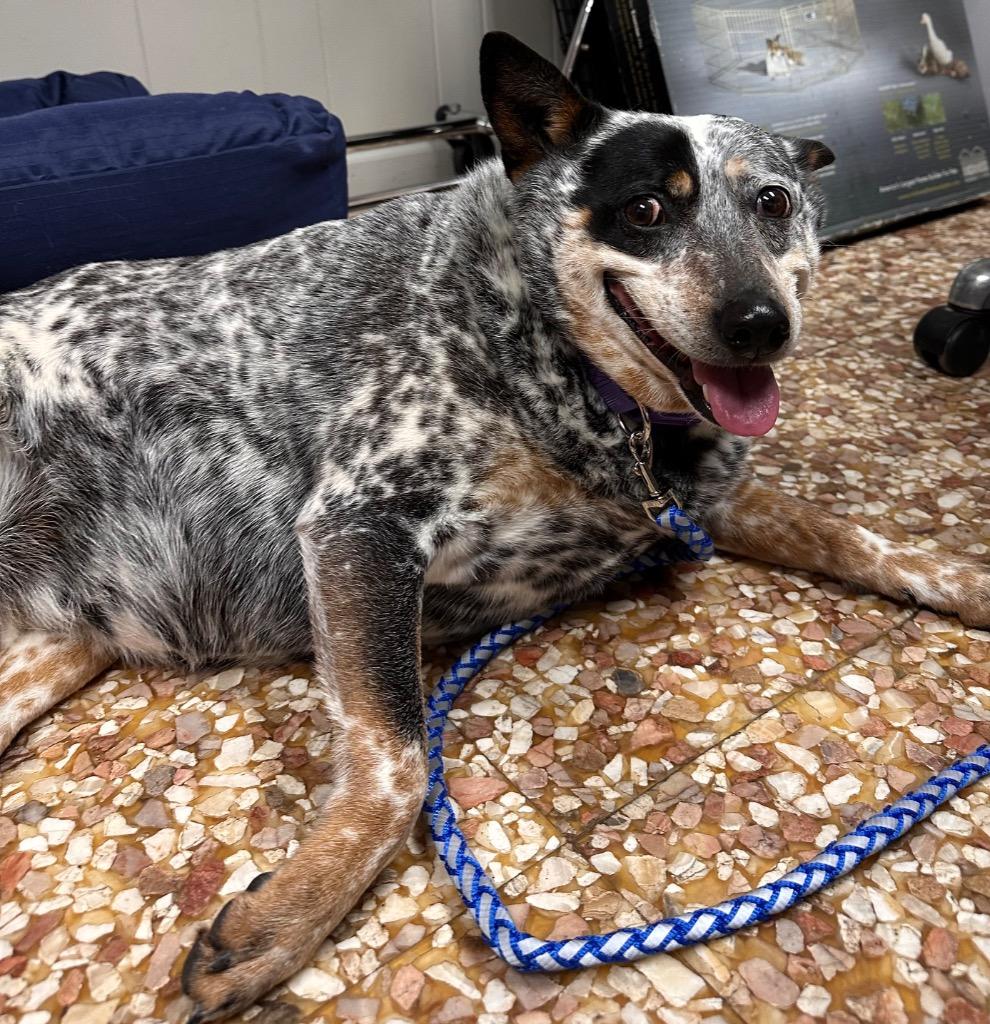 Enlarge Jolene, a Adoptable Australian Cattle Dog / Blue Heeler in Newnan, GA image 2/2