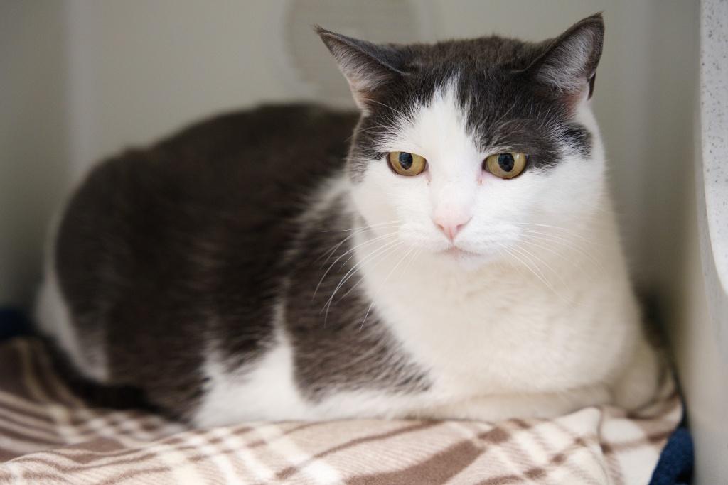 Enlarge Harrison Furred, a ADOPTABLE mixed breed in Bellingham, WA image 1/6