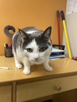 Enlarge Harrison Furred, a ADOPTABLE mixed breed in Bellingham, WA image 4/6