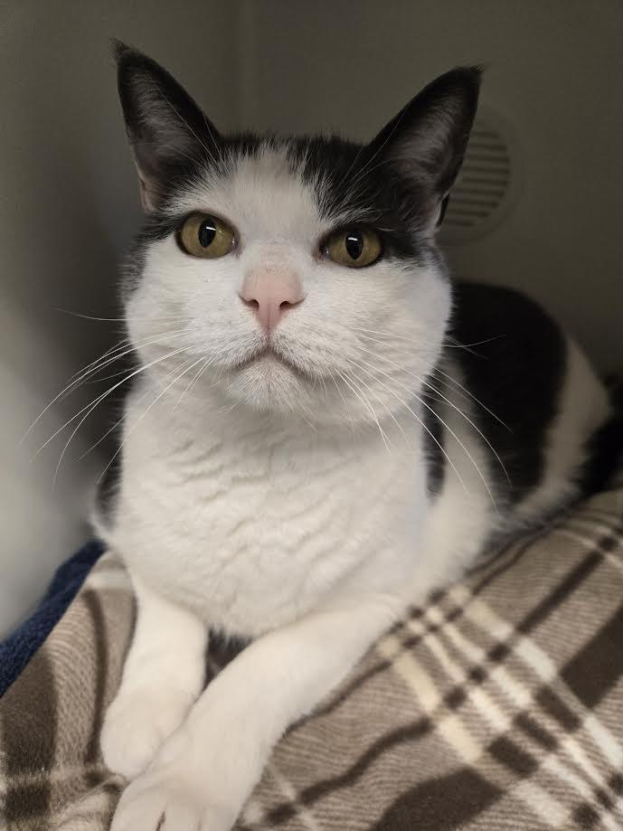 Enlarge Harrison Furred, a ADOPTABLE mixed breed in Bellingham, WA image 3/6