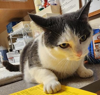 Enlarge Harrison Furred, a ADOPTABLE mixed breed in Bellingham, WA image 6/6