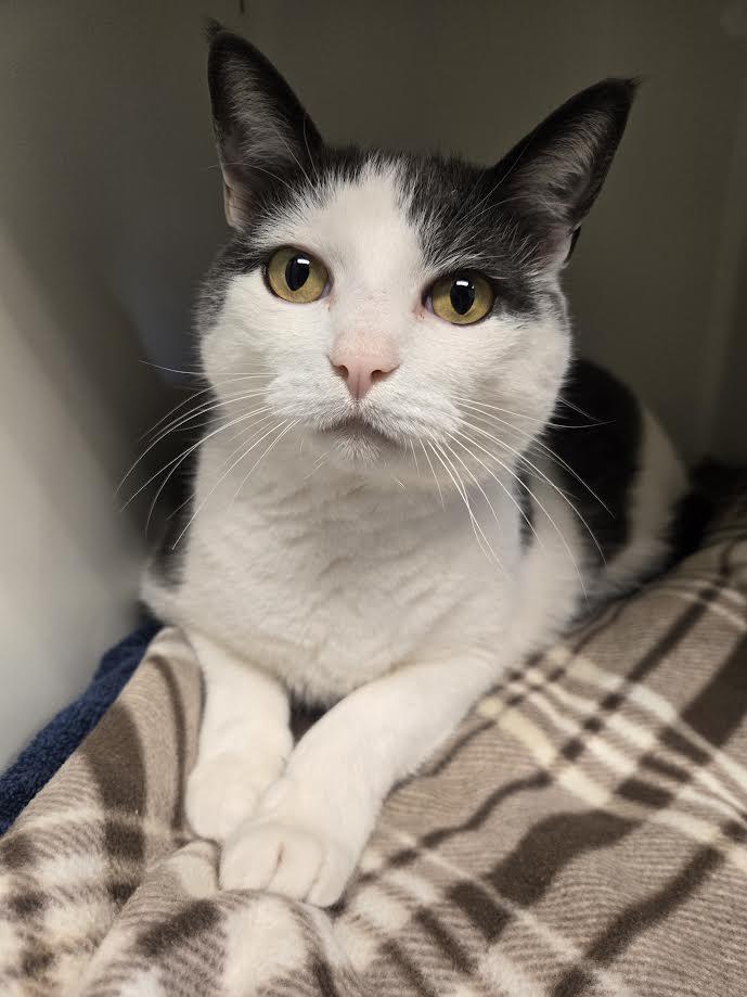 Enlarge Harrison Furred, a ADOPTABLE mixed breed in Bellingham, WA image 2/6