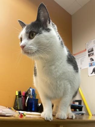 Enlarge Harrison Furred, a ADOPTABLE mixed breed in Bellingham, WA image 5/6