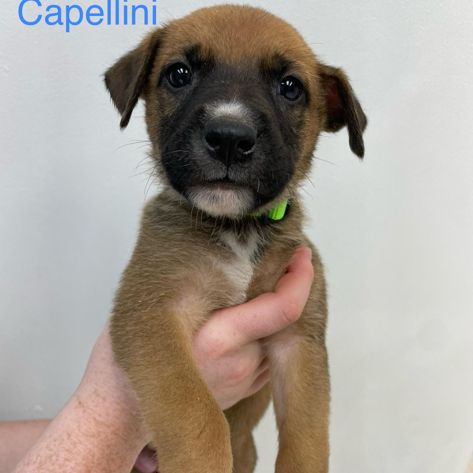 Capellini