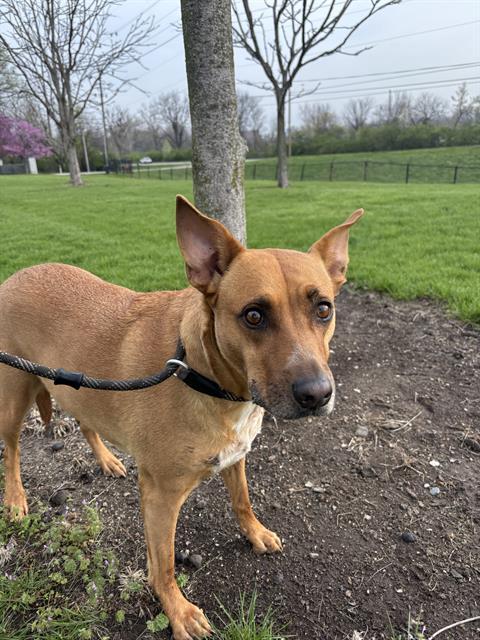 Enlarge SUNDAY, a Adoptable mixed breed in Indianapolis, IN image 1/1