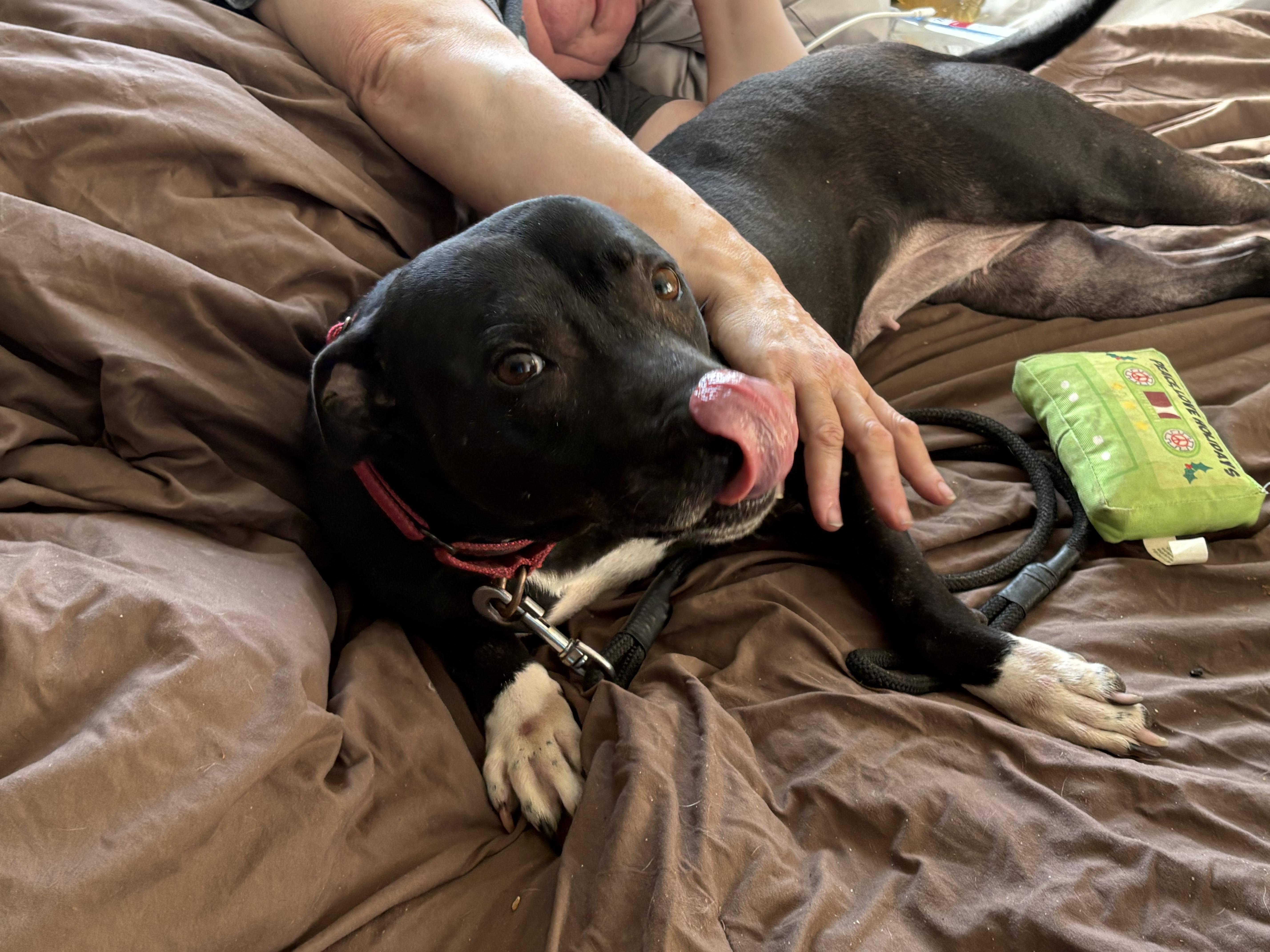 Rose: Foster-to-adopt available