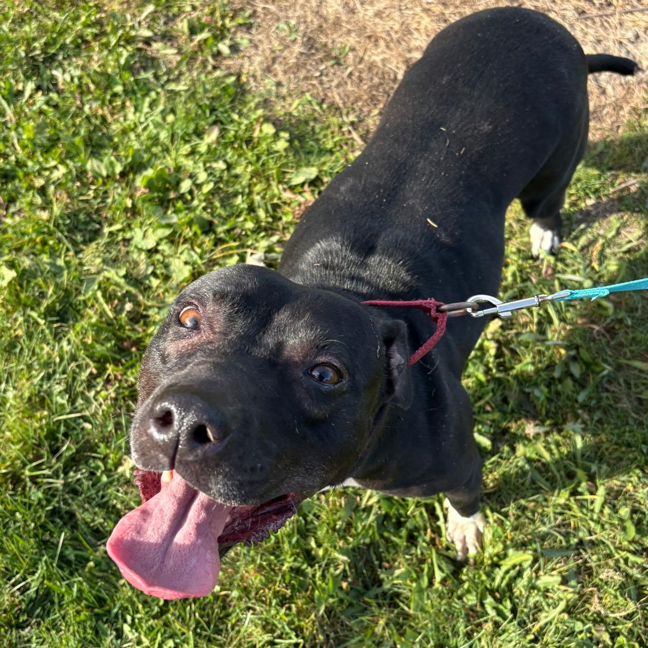 Rose: Foster-to-adopt available