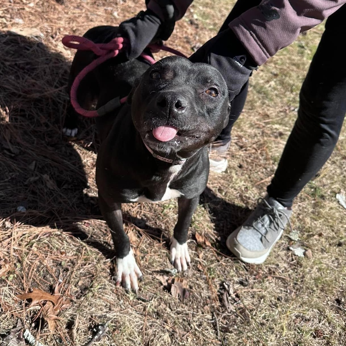 Rose: Foster-to-adopt available 4