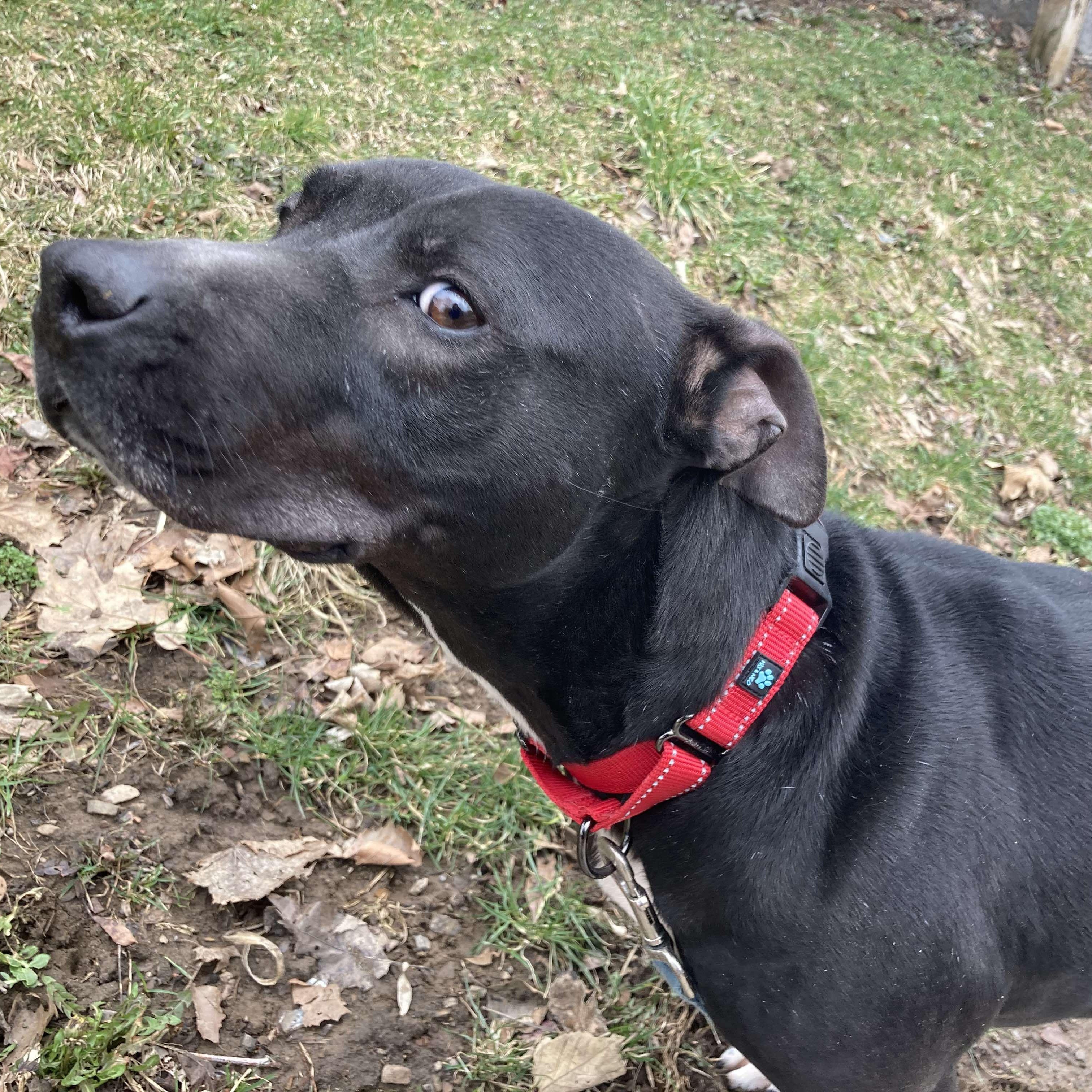 Rose: Foster-to-adopt available 3