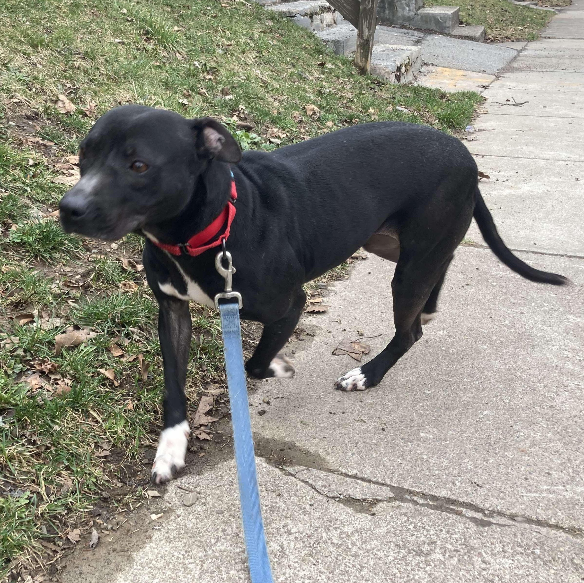 Rose: Foster-to-adopt available