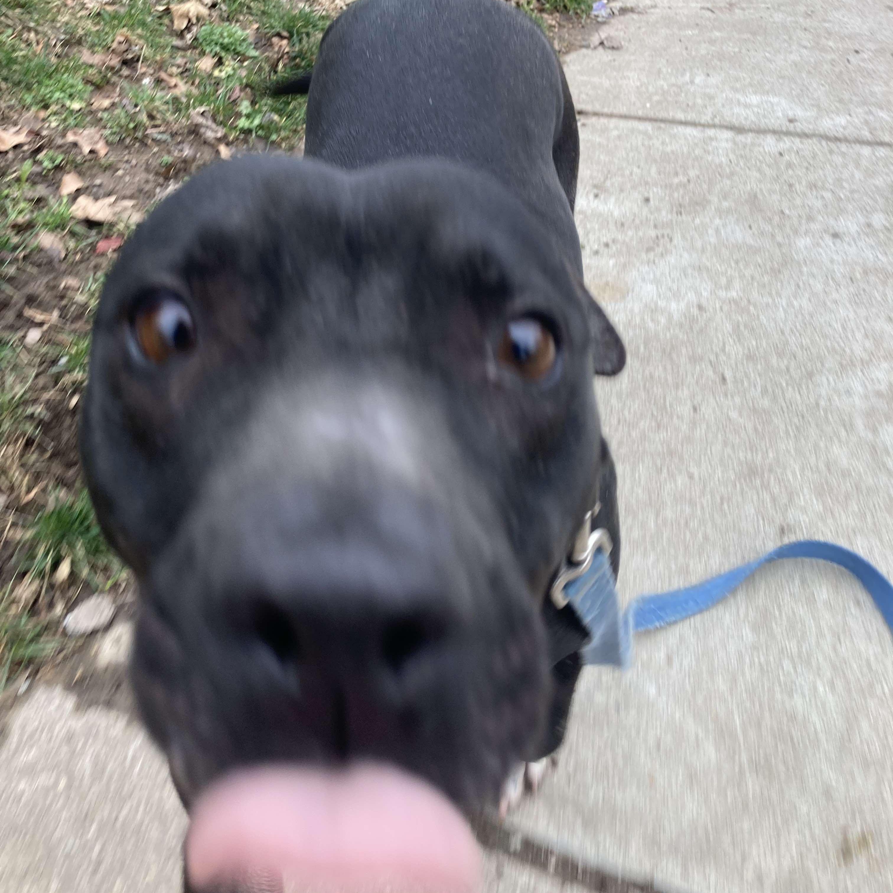Rose: Foster-to-adopt available 2