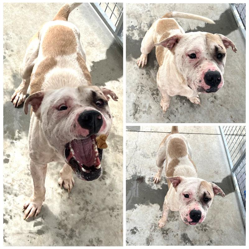 Enlarge Sanji, a Adoptable Pit Bull Terrier in Dublin, VA image 1/1